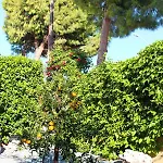 Seaberry * Κόλπος των Κοραλλιών