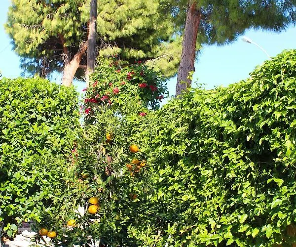 Seaberry * קורל ביי